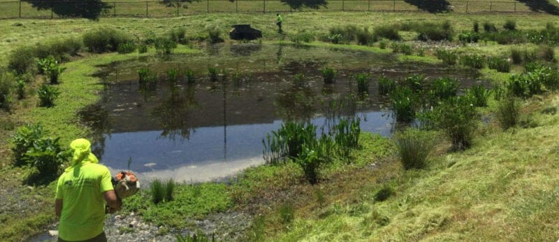 Man weedwhacking around a pond