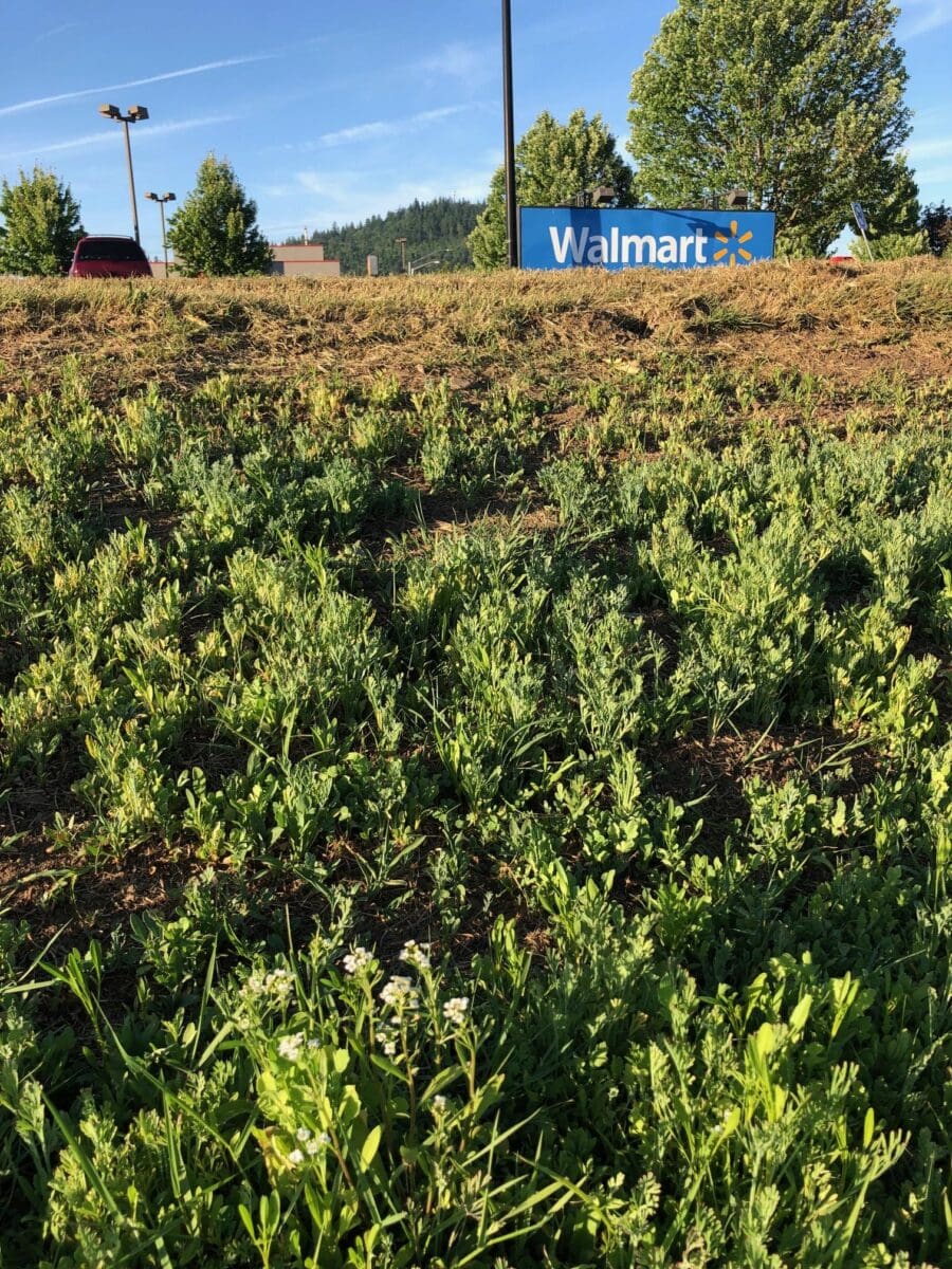 AQUALIS Celebrates National Pollinator Week - AQUALIS