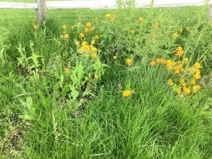 National Pollinator Week 2020 - AQUALIS
