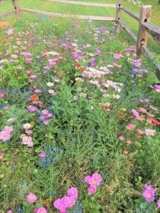 National Pollinator Week 2020 - AQUALIS