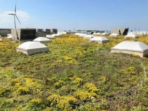 AQUALIS' Chicago Roof-Top Pollinator Gardens - AQUALIS