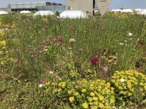 AQUALIS' Chicago Roof-Top Pollinator Gardens - AQUALIS