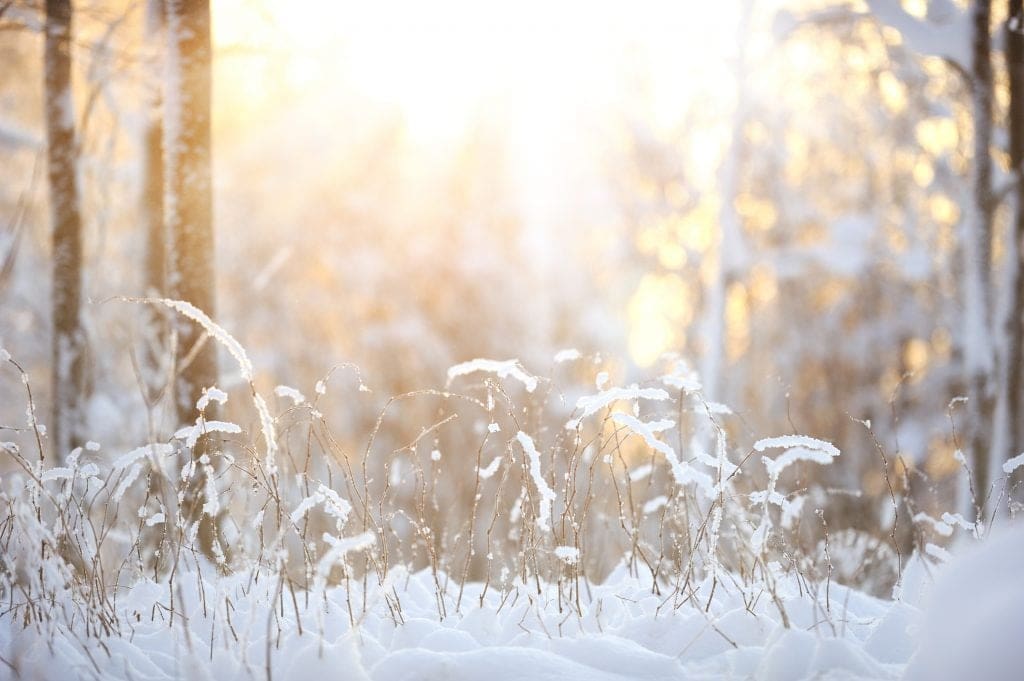 Snow covered bush branches against defocused winter forest background.