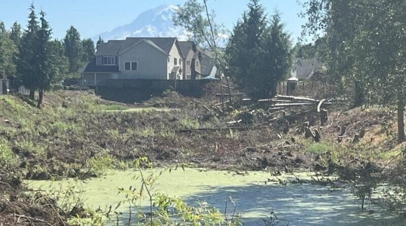 Retention pond covered in algae surrounded by downed trees with a house and Mt Rainer in the background