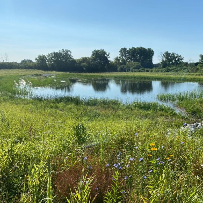 Constructed Wetlands - AQUALIS
