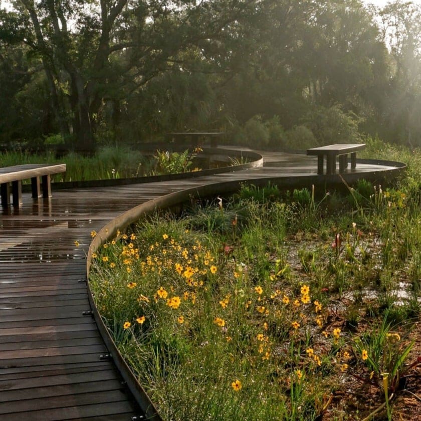 constructed walkway over some water and flowers