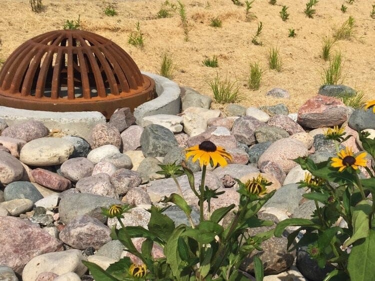 flower growing through rocks