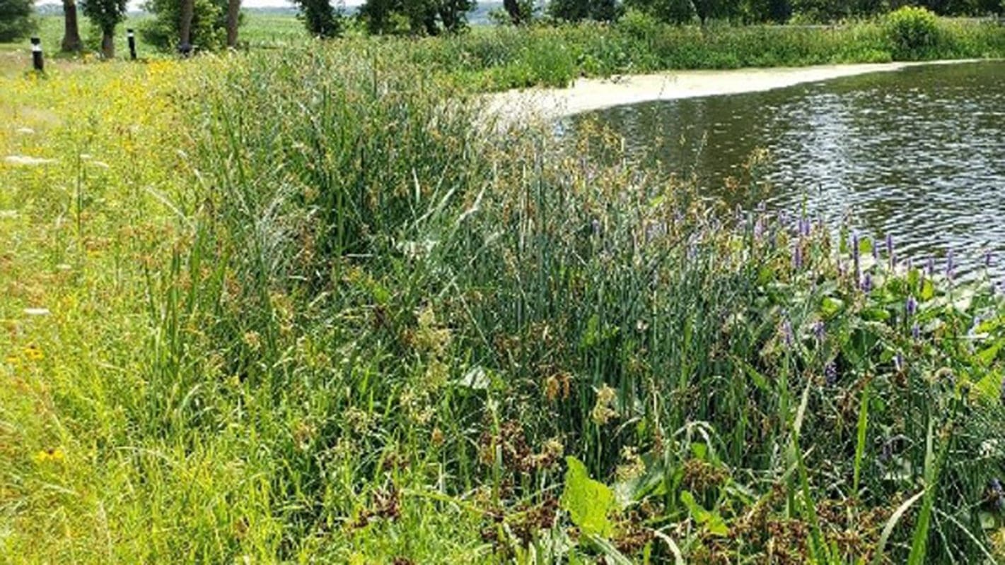 vegetation on the shore of a pond