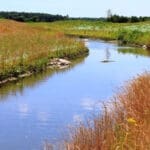 small river with tall grass on either side