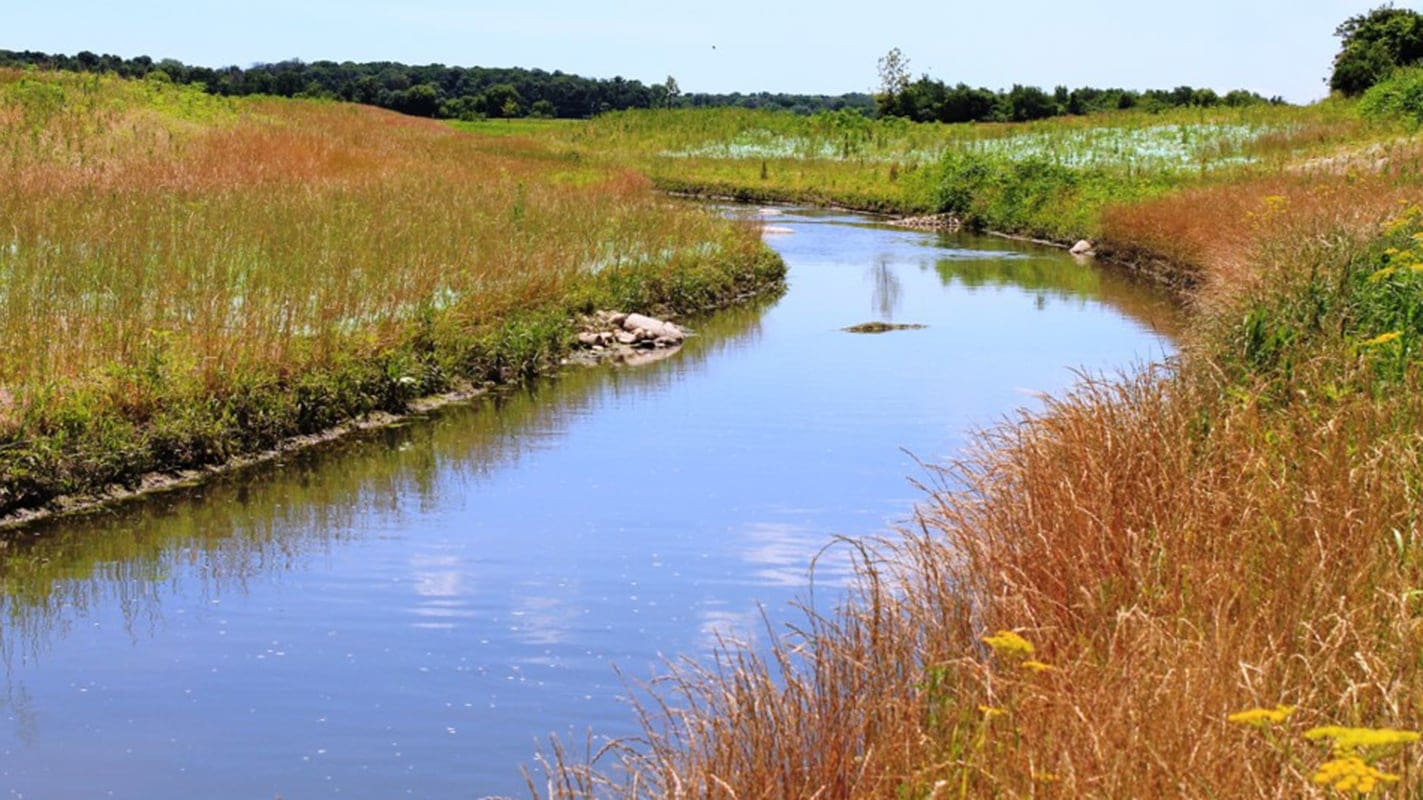 small river with tall grass on either side