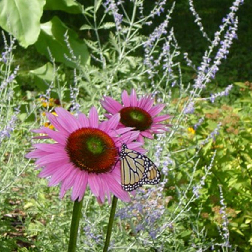 monarch butterfly on a pink flower