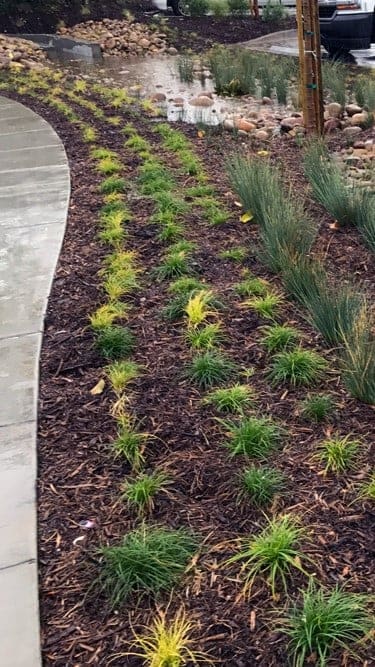 landscaping beside a sidewalk