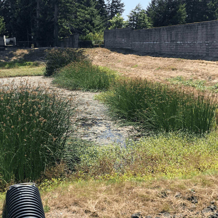 native grass in a pond