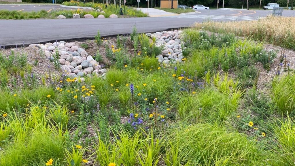 native landscaping on the side of a road