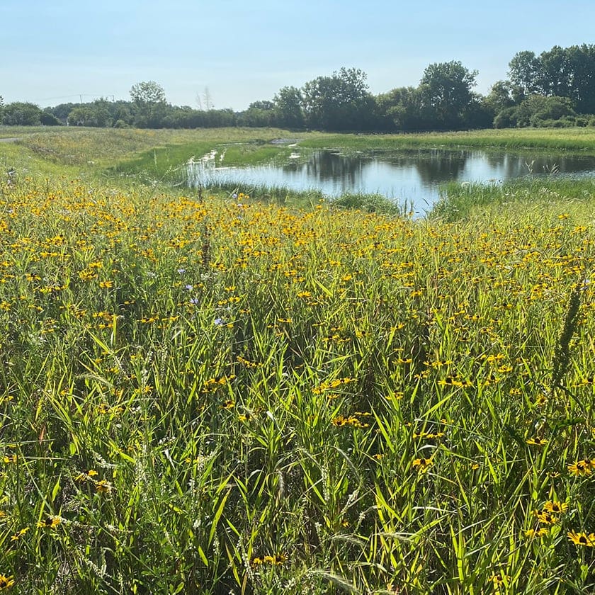 retention pond with flowers along the shore