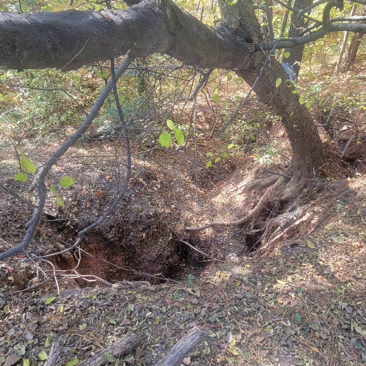 uprooted tree in a forest