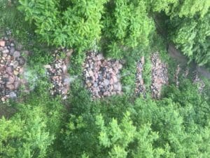 birdseye view of a forest