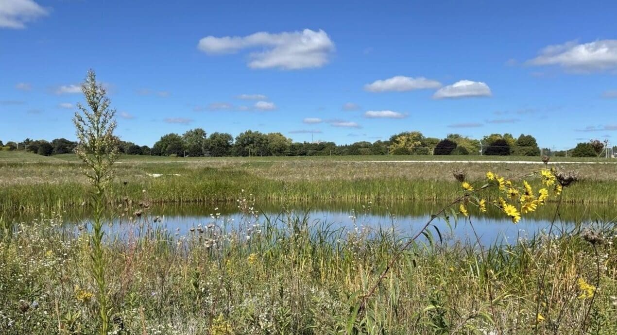 pond in an open field
