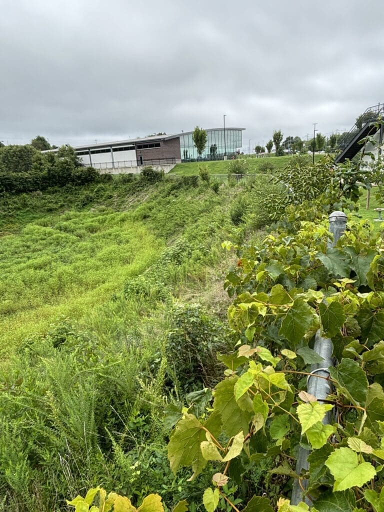 overgrown vegetation along a fence