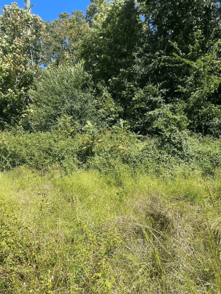 mature vegetation by pond