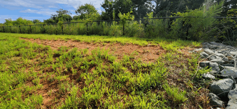 Pond 1 berm erosion