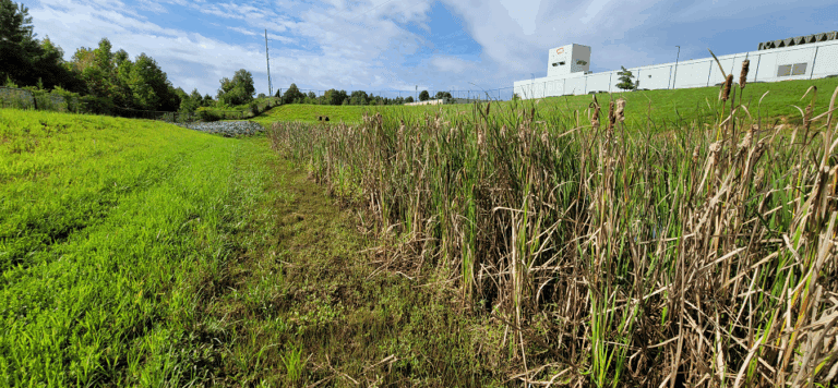 Pond 1 cattails