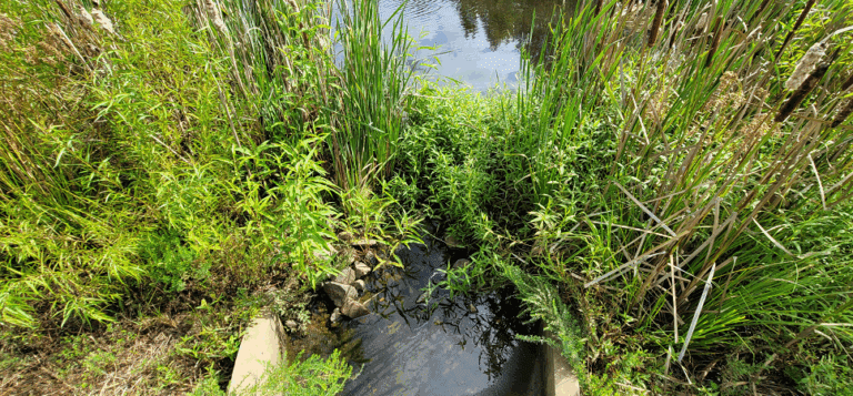 Pond 1 overgrown