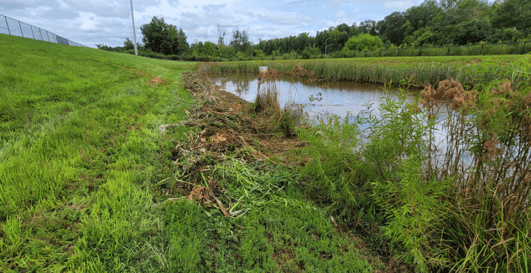 Pond 1 remove cattails