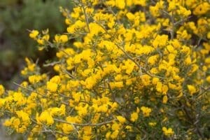 yello common scotch broom