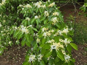 honeysuckle flowers bush blossom