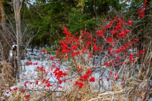 Winterberry Ilex verticillata
