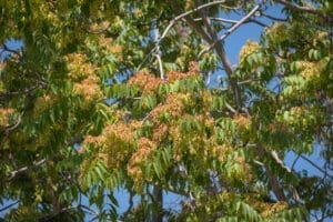 Leaves of the Tree of heaven. (Ailanthus altissima)