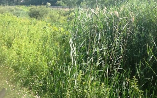 pond overgrown vegetation