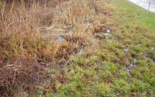 swale with excessive vegetation
